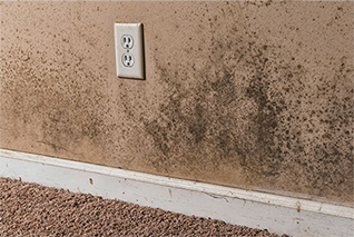 mold removal toronto